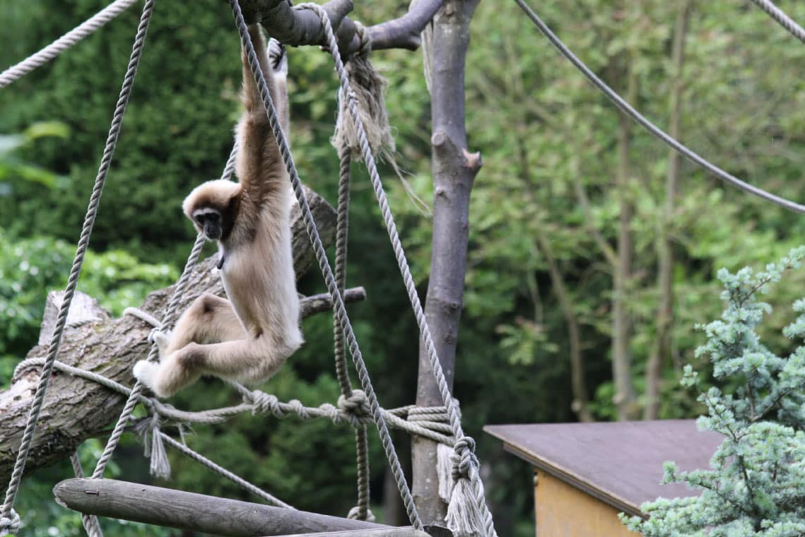 zoo